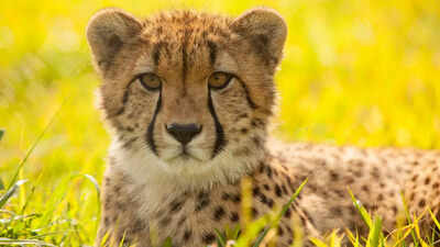  Young cheetah dies in clash; population remains stable, total now 25