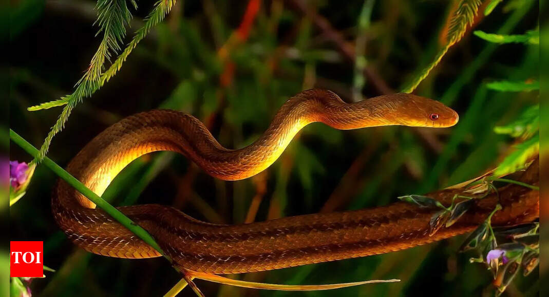 Stop snakes from entering your garden: Avoid these plants and trees