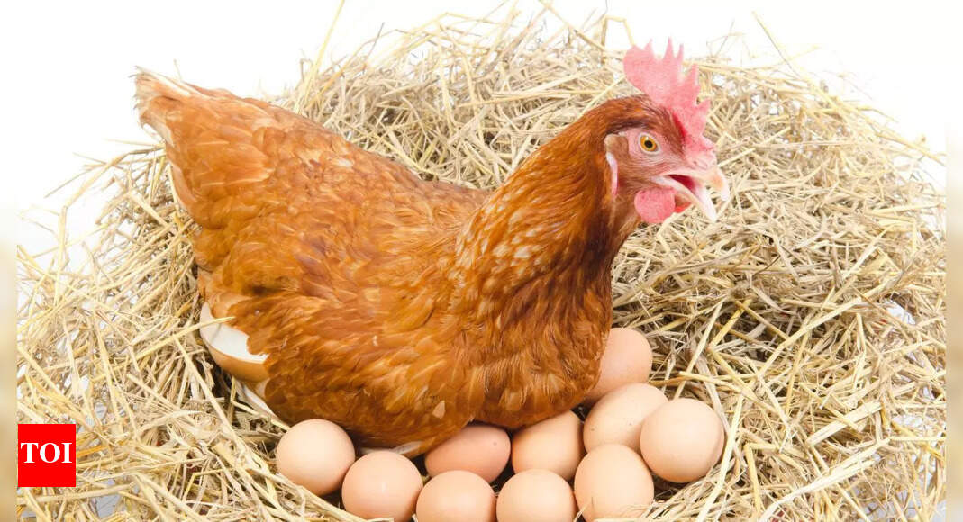 Chicken or egg -- what came first? Scientists might FINALLY have the answer (and it will surprise you!)
