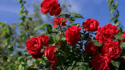 7 ways to care for rose plants and keep them blooming all year