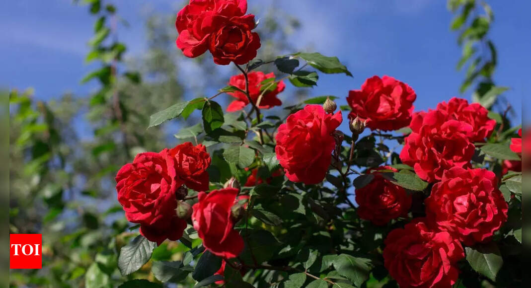 7 ways to care for rose plants and keep them blooming all year