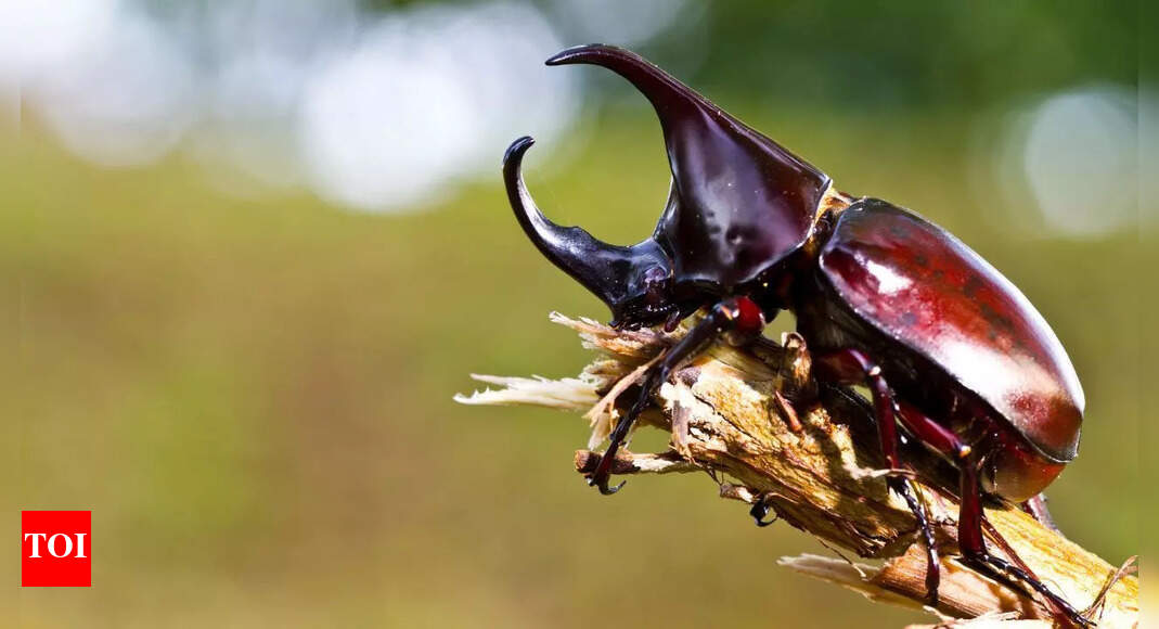 Luxury sting: Why is the Stag Beetle a collector's dream, and sells for lakhs across the globe