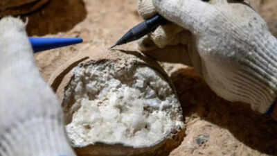 85 million old dinosaur eggs found in China reveal shocking details about the evolution of dinosaurs