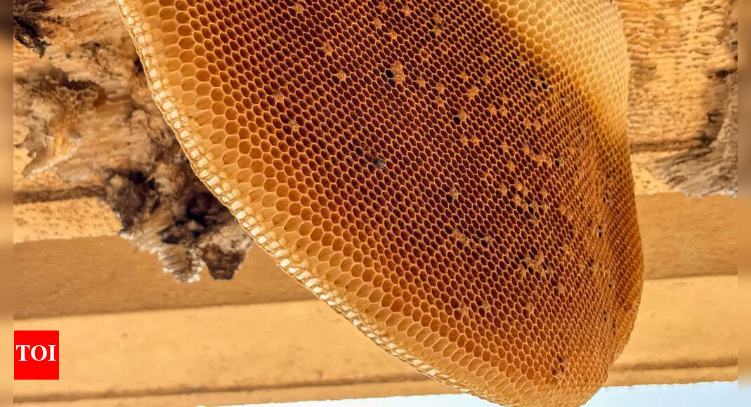 How honeybees construct the right hive from tricky foundations