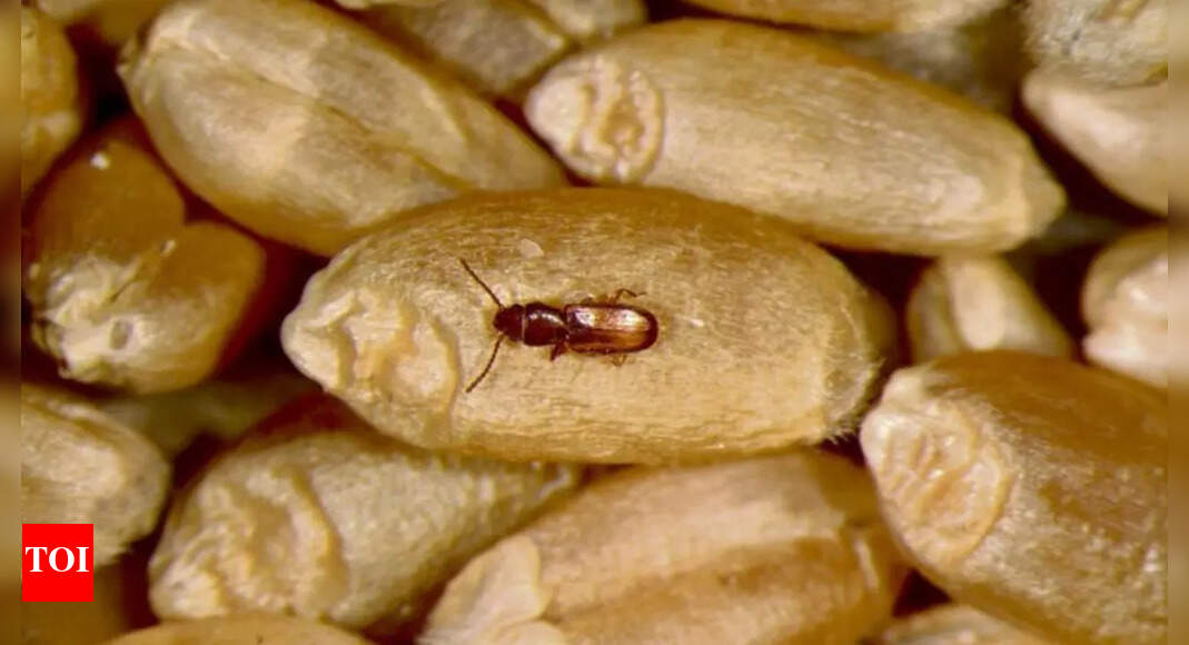6 hacks to keep your grains and pulses fresh and pest-free all year