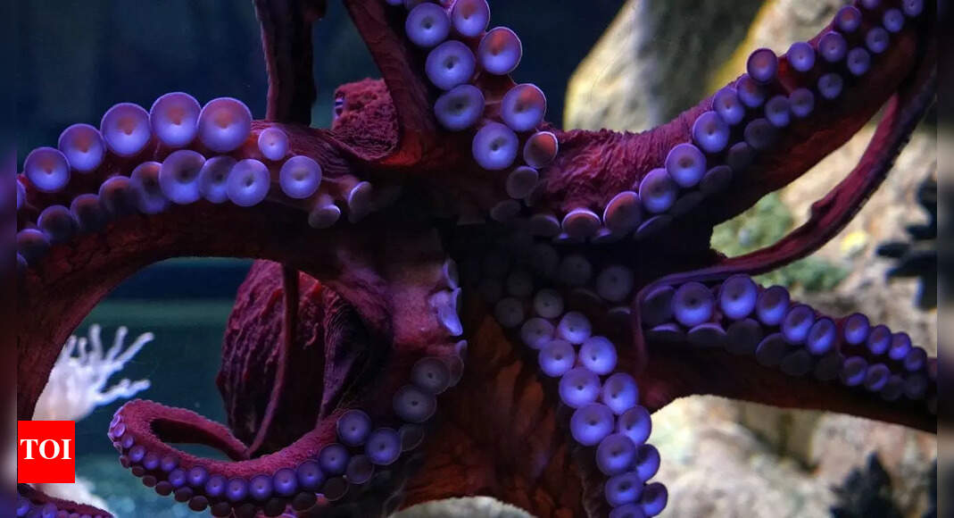 The incredible flexibility and intelligence of octopus arms: Shaping the future of robotics