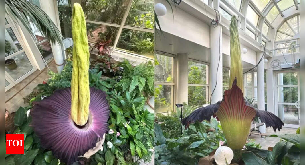 Titan arum: One of the world’s rarest flowers blooming at University of Warsaw; what makes the ‘corpse flower’ unique | – The Times of India