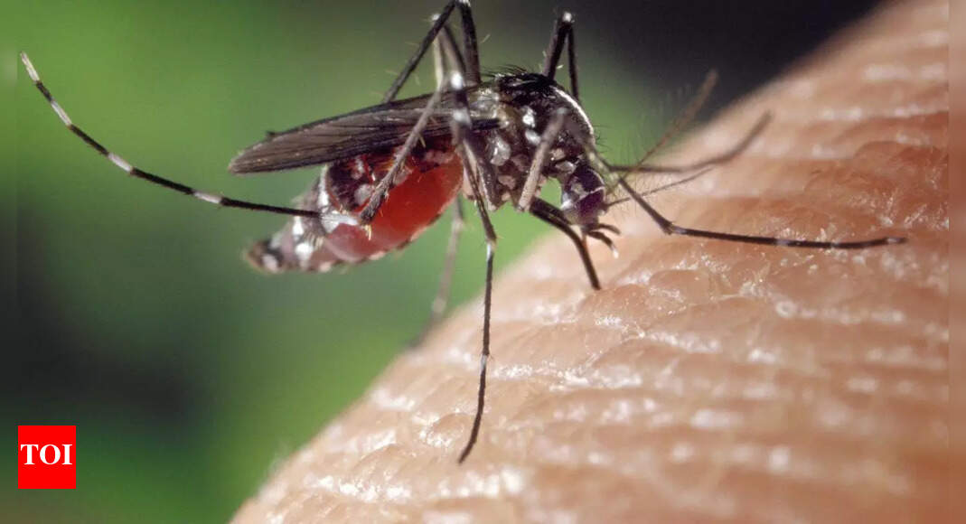Eco-friendly ways to keep mosquitoes and flies away: Natural repellents, plants, and decor tips