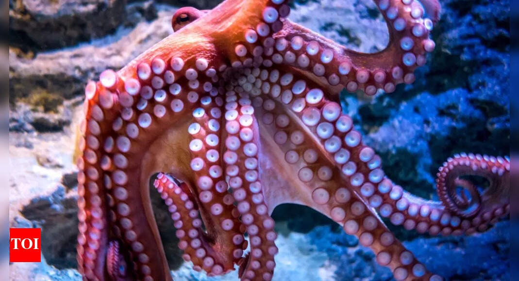 Armed with purpose: How octopuses pick which arm to use