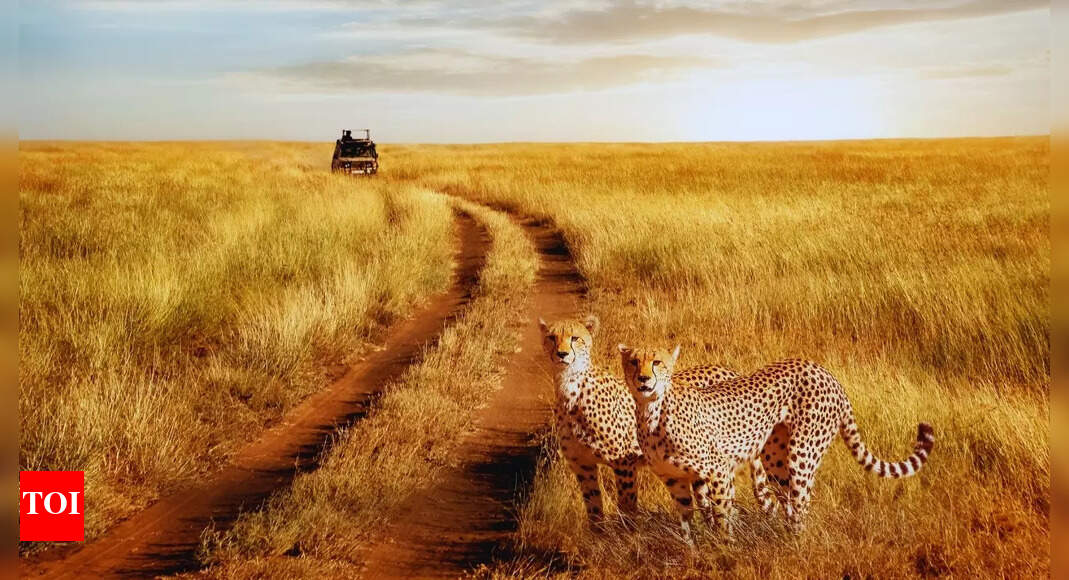 Great Migration in Serengeti: Best time for safari and costs