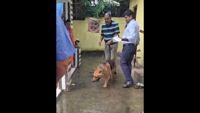 Thieves steal gold crown and ornaments from Ma Bimalei Temple in Jagatsinghpur district