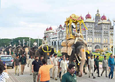Elephants train with wooden howdah and cannons ahead of Dasara 2025