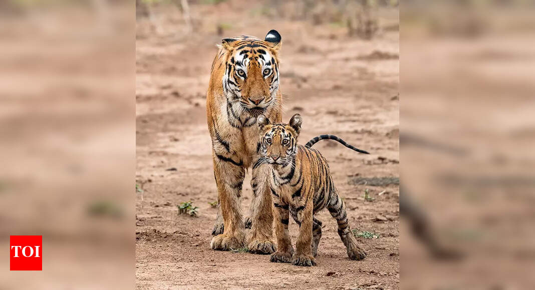 Why India Must Let Her Tigers Wander Freely