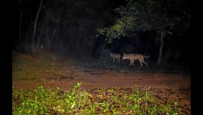 In a first in India, Bengal maps twin wolf corridors near industrial town Durgapur