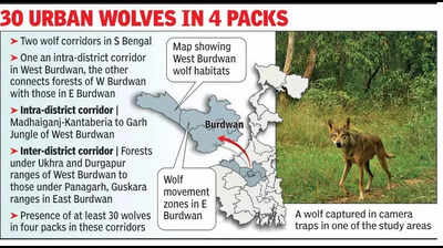 In a first in India, Bengal maps twin wolf corridors near industrial town Durgapur