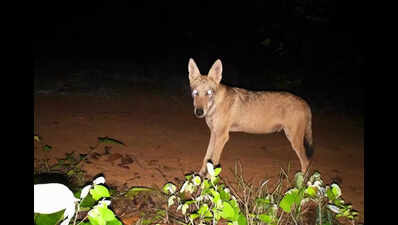 In a first in India, Bengal maps twin wolf corridors near industrial town Durgapur