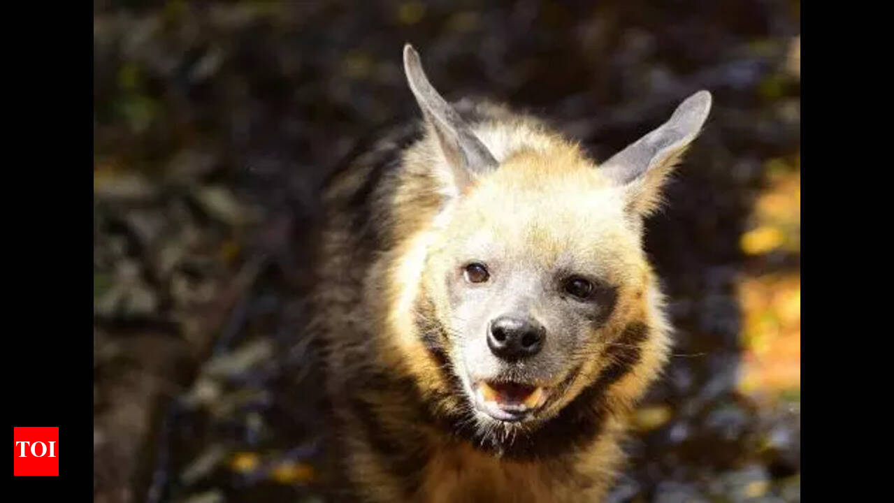 HYENA STATION  kdaug25-10adbe903.jpg?