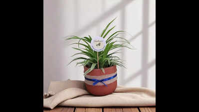 Puneites embrace green gifting for sustainable Diwali