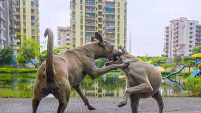 Supreme Court Allows Stray Dogs Back On Streets, But Bans Feeding Them In Public Spaces