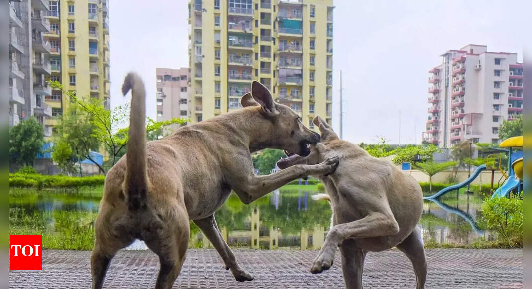 'Life imprisonment' for stray dogs who bite humans twice in Uttar Pradesh