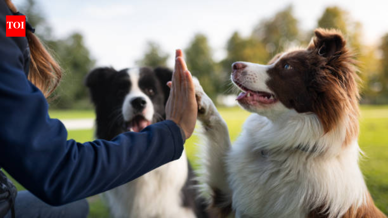 Which dog breed is the most intelligent and learns the fastest? Meet ...