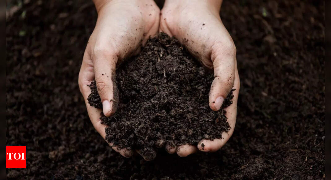 Bringing old soil back to life: Simple ways to restore fertility and boost plant growth