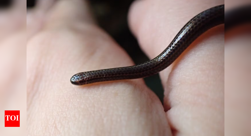Blind, tiny, and nearly gone! World's smallest snake returns after 20 years