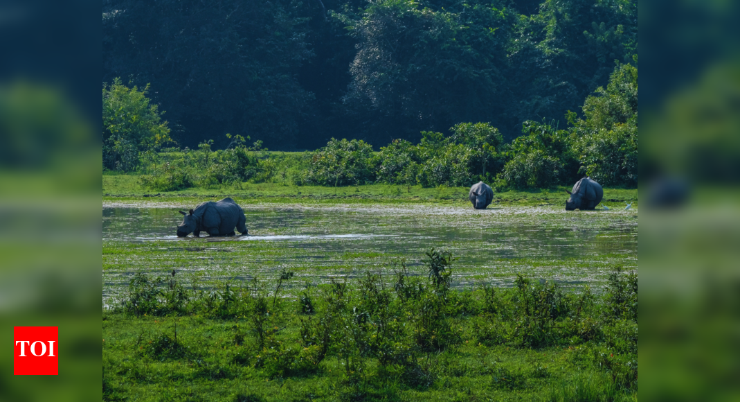 Exploring Kaziranga: A journey into Assam’s wild heart