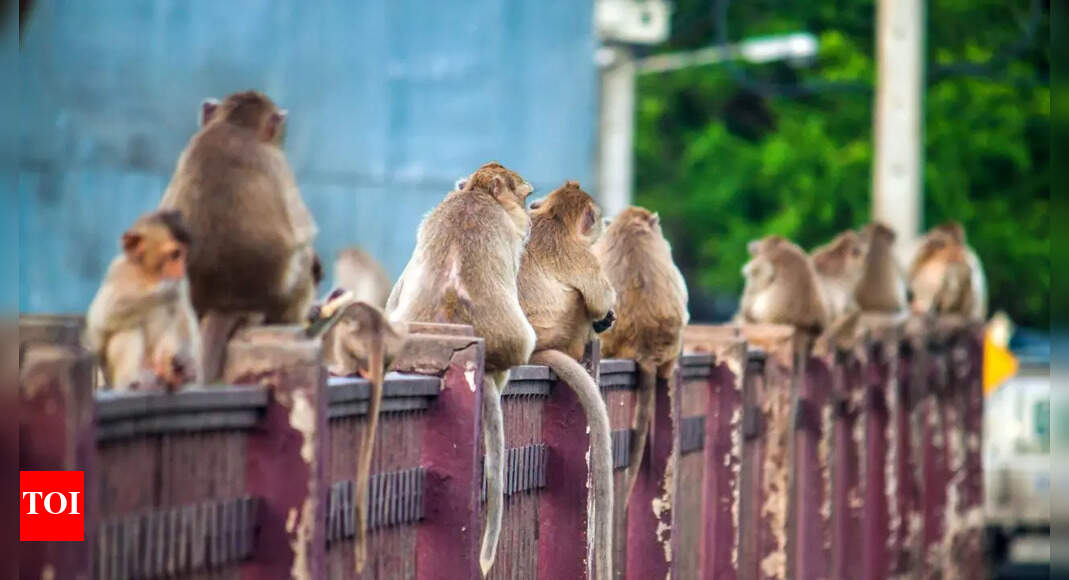 How to prevent monkeys from entering your home or garden: Tips and tricks