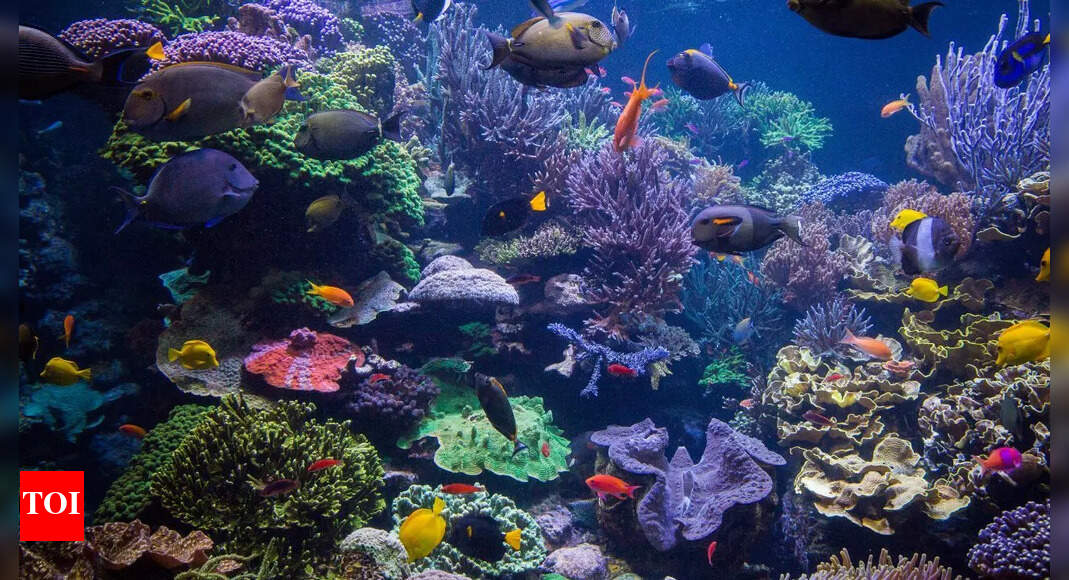 10 stunning sea plants of the ocean floor that sustain marine life