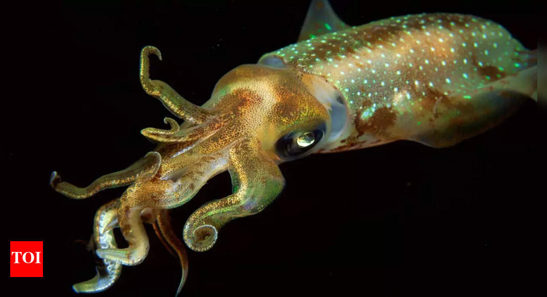 7 animals that use colour-changing tricks you didn’t know about