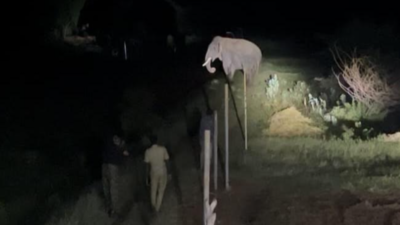 Operation Rolex begins; tusker darted with tranquilizer escapes into the wild