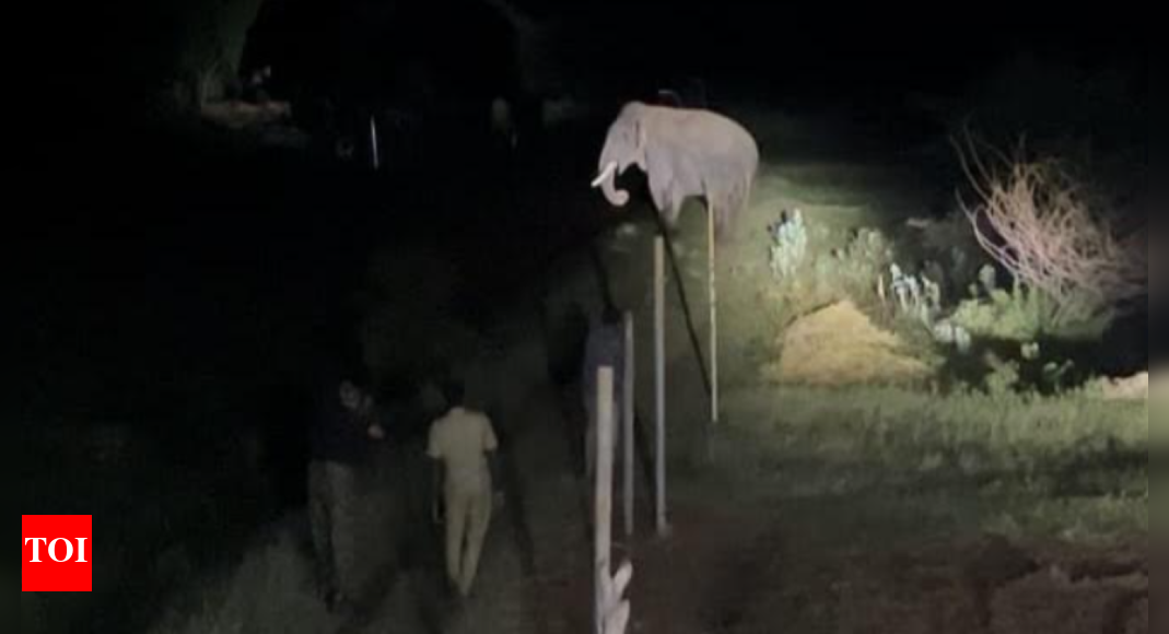 Operation Rolex begins; tusker darted with tranquilizer escapes into the wild