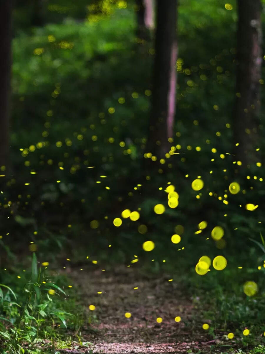 8 incredible places in Maharashtra to watch fireflies | Times of India