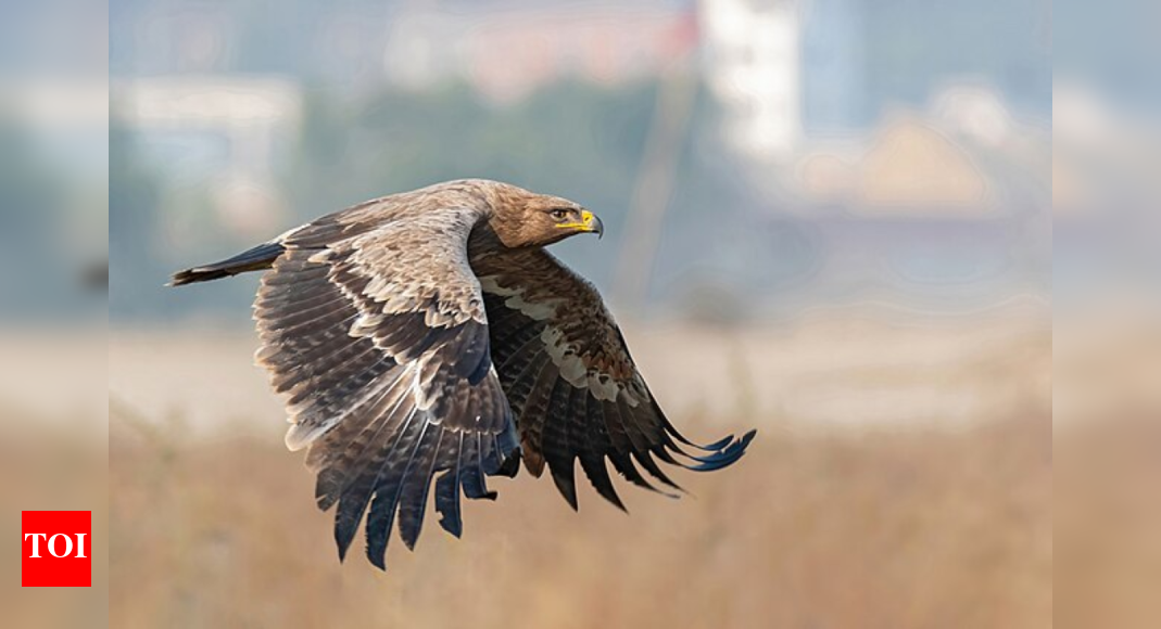 Reviving Raptors: Tamil Nadu's Efforts to Protect Endangered Vulture Species