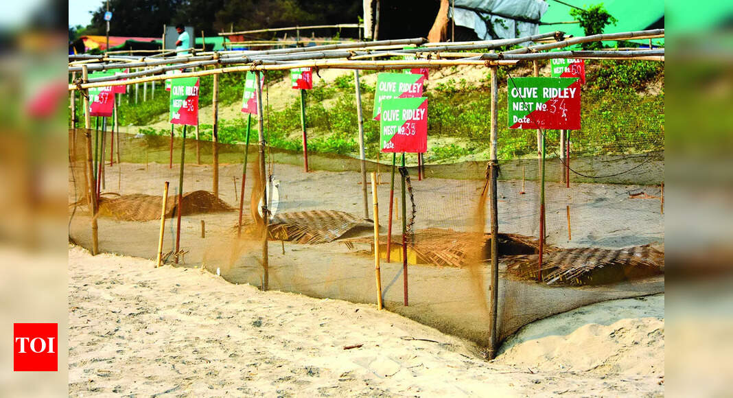 Goa Tourism Development Corporation told to restore Morjim beach after damaging dunes