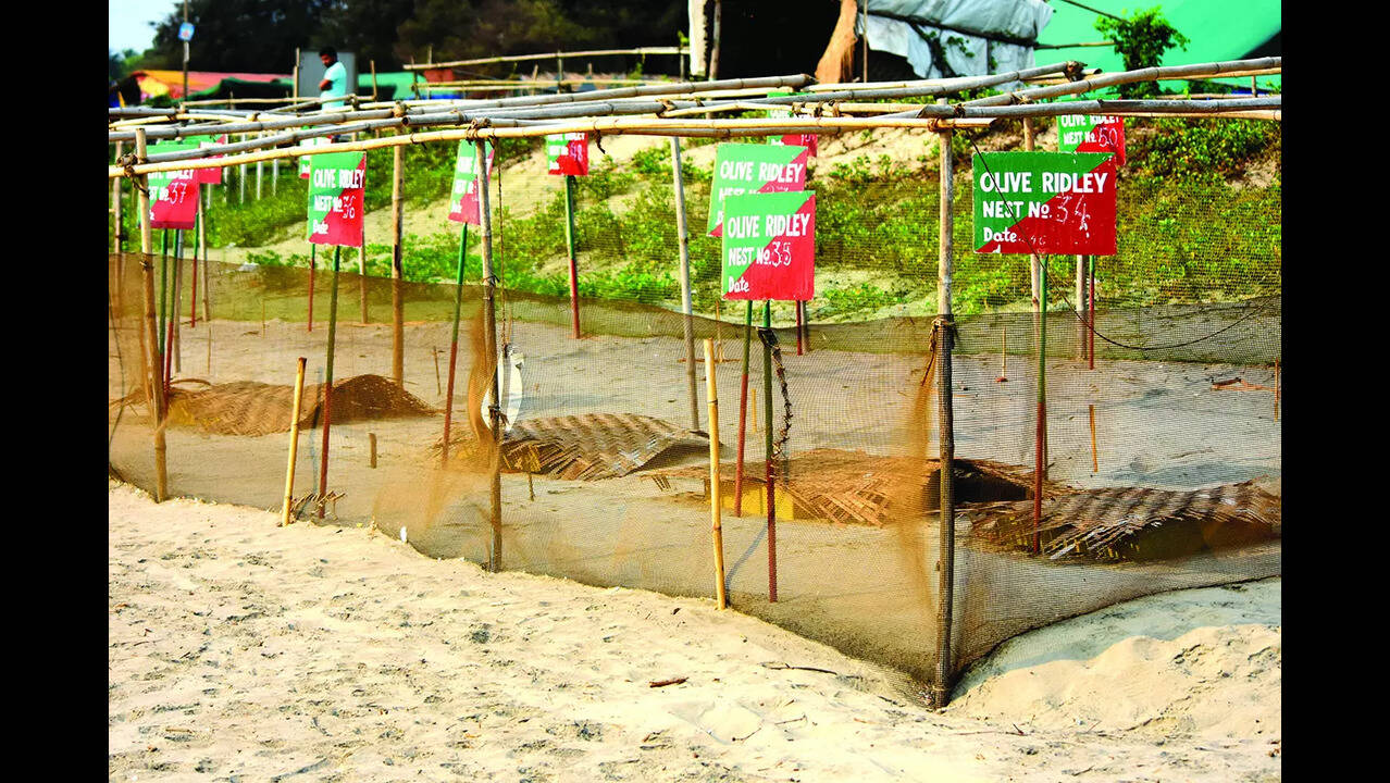 Goa Tourism Development Corporation told to restore Morjim beach after  damaging dunes | Goa News - The Times of India