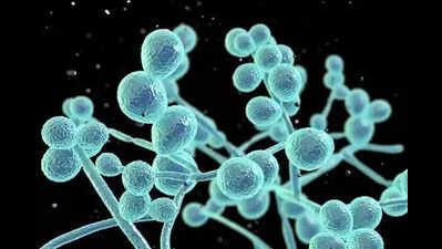 New approach to fight fungal infection that claims one million lives annually
