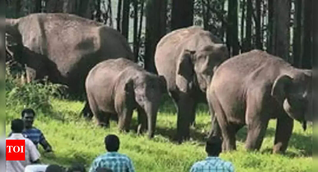Wild elephants are dying like never before in Kerala