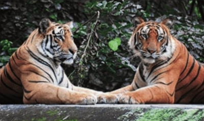 PIL in SC seeks CBI investigation into tiger poaching network