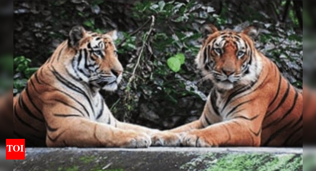 PIL in SC seeks CBI investigation into tiger poaching network PIL in SC seeks CBI investigation into tiger poaching network