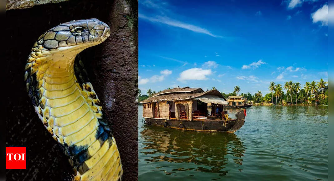 Kerala’s hidden world of deadly cobras and harmless snakes where 350 species inhabit forests, wetlands, and villages