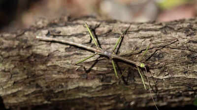 5 insects that can vanish before your eyes with their mind-blowing camouflage