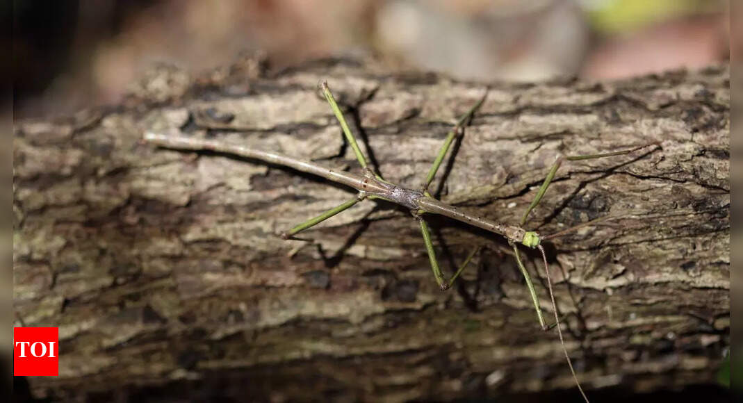 5 insects that can vanish before your eyes with their mind-blowing camouflage