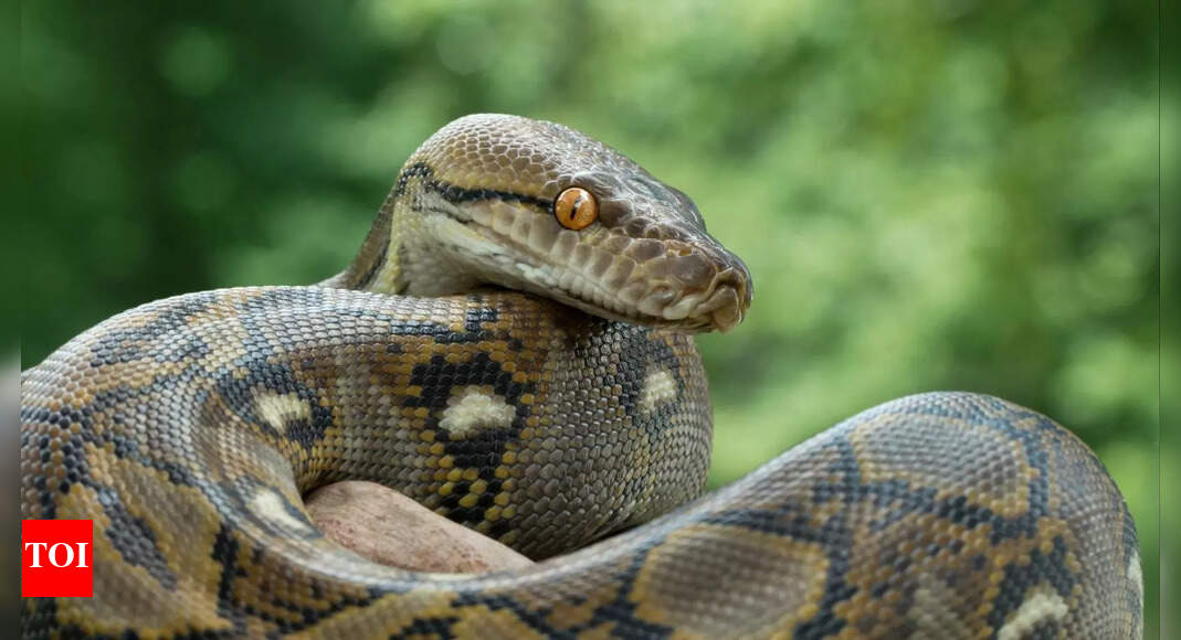 Scientists discover surprising secret cells inside python guts that help it to dissolve bones!