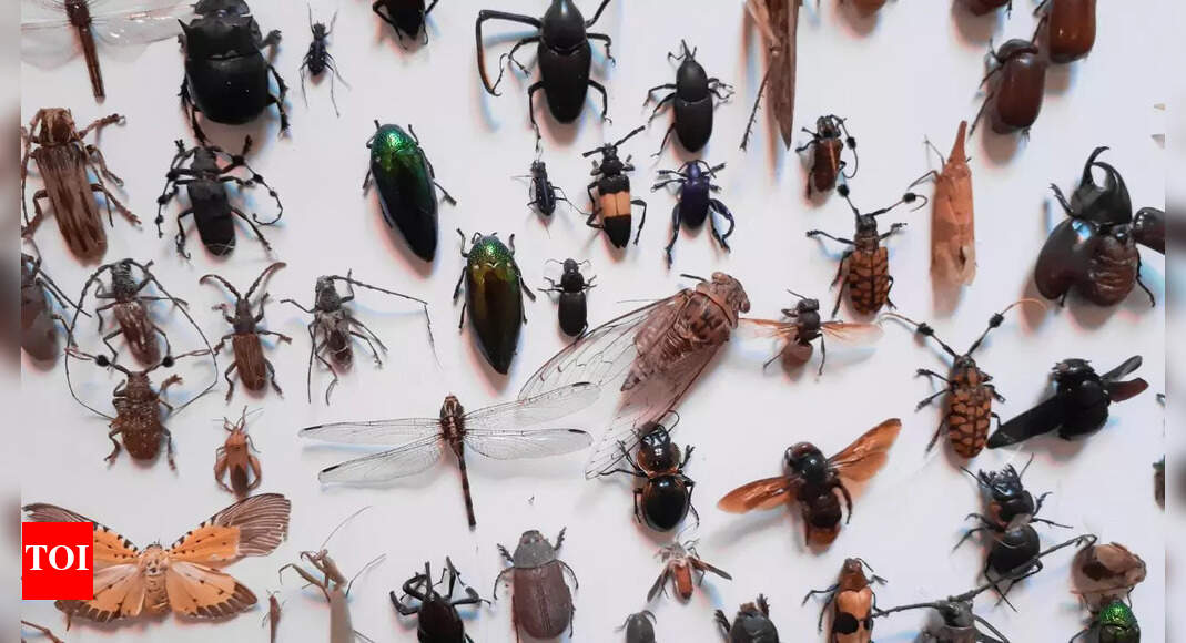 Insects are vanishing! Population drops by 72%, triggering biodiversity crisis