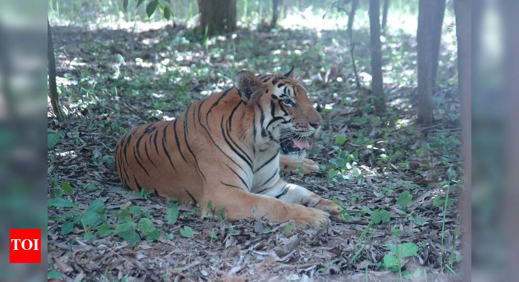 Tigers in Palamu Tiger Reserve behave like NRIs: Official