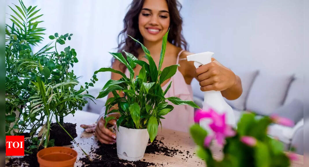 Can your indoor plants cause you headaches: What science says and what you can do