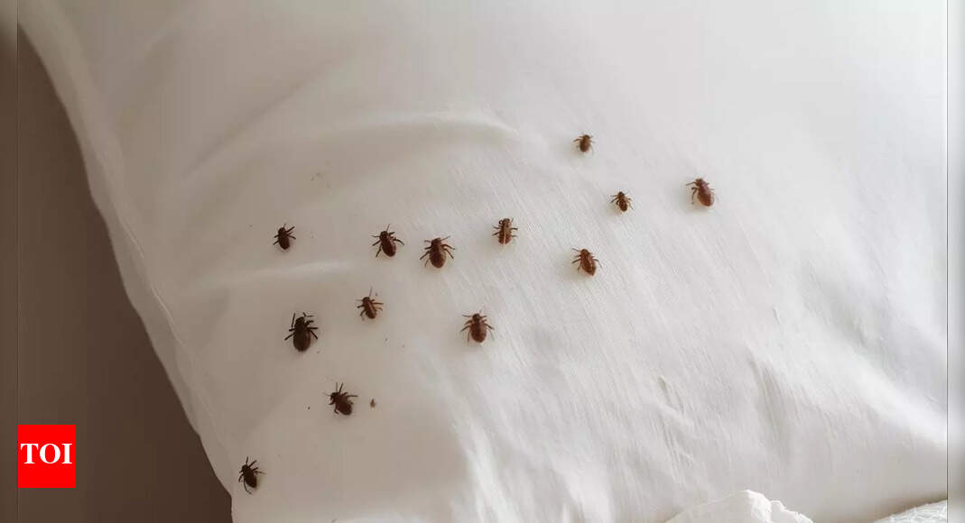 How to get rid of dust mites on a pillow: 7 effective steps for allergy relief