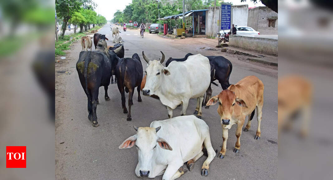 Odisha launches action plan to combat stray cattle on highways and improve road safety
